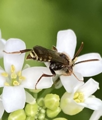 Nomada goodeniana