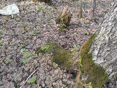Carex pediformis macroura
