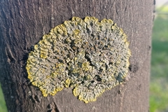 Xanthoria parietina
