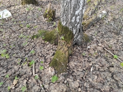 Carex pediformis macroura