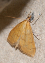 Anania crocealis