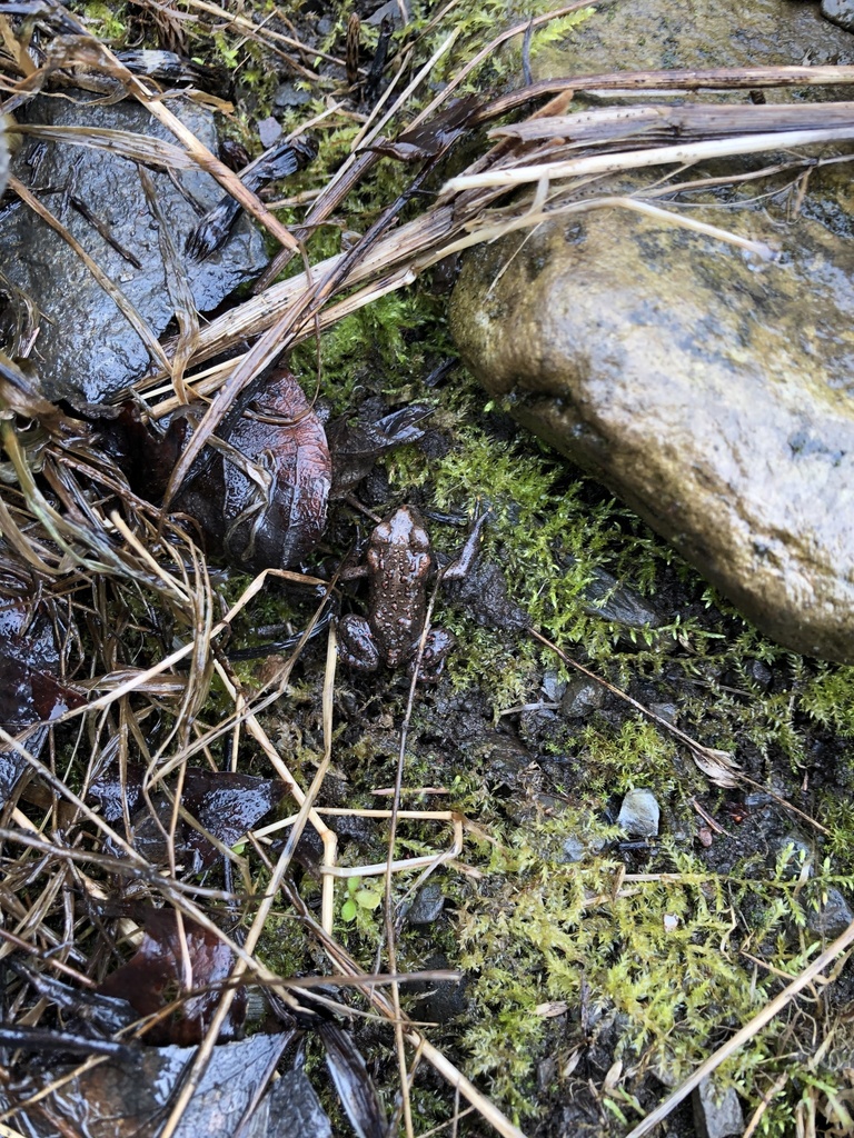 Tree Toad Bc Western Toad from Highway 6, Central Kootenay, BC, CA on May 04, 2022 ...