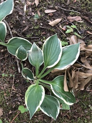 Hosta