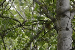 Hippolais icterina