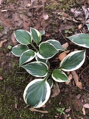 Hosta