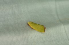 Earias pudicana