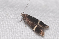 Aproaerema cinctella