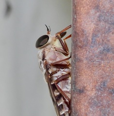 Tabanus equalis