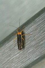 Dryophilocoris kanyukovae