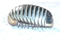 Arthrosphaera