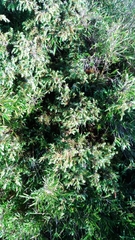 Juniperus formosana