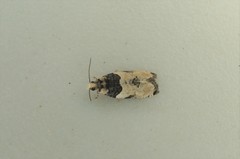 Gibberifera simplana