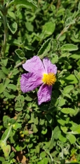 Cistus creticus