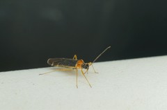 Dryophilocoris kanyukovae