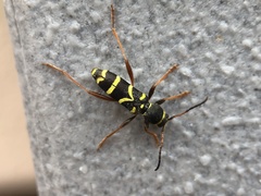 Clytus arietis
