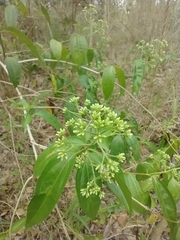 Koanophyllon albicaule