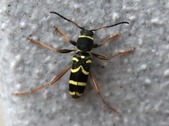 Clytus arietis