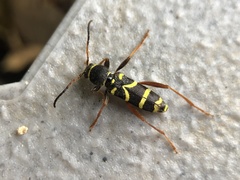 Clytus arietis