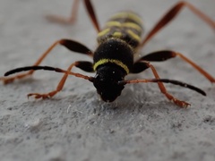 Clytus arietis