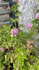 Pelargonium graveolens