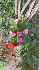Nerium oleander