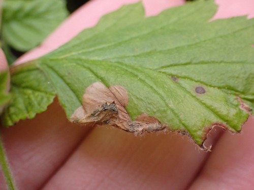 Purplish Birch-miner Moth photo 3