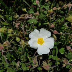 Cistus salviifolius