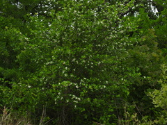 Crataegus reverchonii