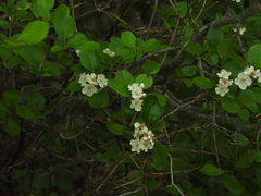 Crataegus reverchonii