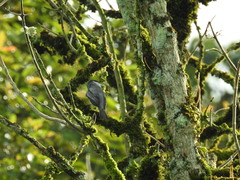 Pachyramphus rufus