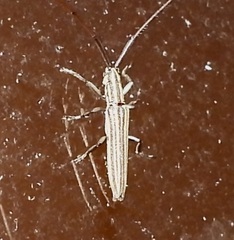 Hippopsis lemniscata