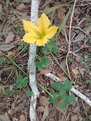 Cucurbita argyrosperma