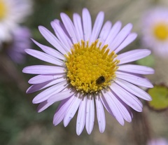 Erigeron breweri