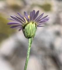 Erigeron breweri