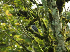 Pachyramphus rufus