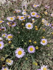 Erigeron breweri