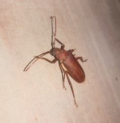 Strongylaspis corticaria