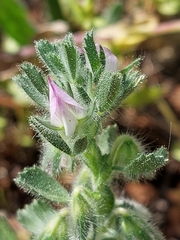 Ononis reclinata