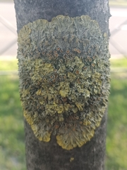 Xanthoria parietina