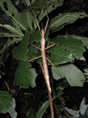 Phasmotaenia lanyuhensis