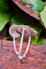 Fungi