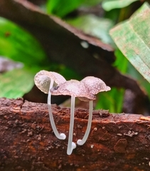 Fungi