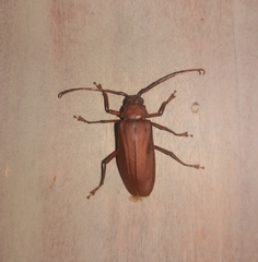 Strongylaspis corticaria
