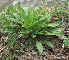 Cynoglossum officinale