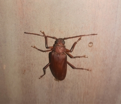 Strongylaspis corticaria