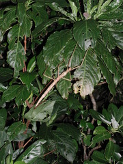 Phasmotaenia lanyuhensis
