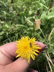 Caenohalictus rostraticeps