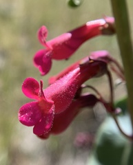 Penstemon stephensii