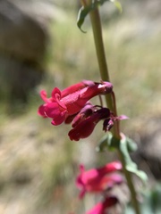 Penstemon stephensii
