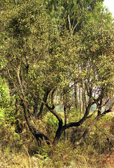 Agarista salicifolia